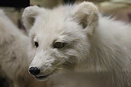 taxidermy,?？怂?白