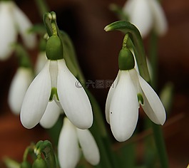 斯諾德羅普,花,開花