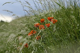 鮮花,klatschmohn,字段邊緣
