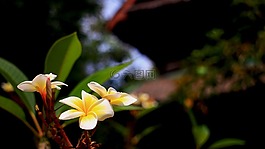 雞蛋花,度假,夏天
