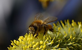 蜜蜂,宏,昆蟲(chóng)