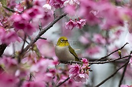 花卉,櫻花叢中,綠繡朖