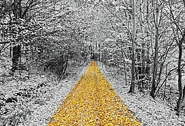 黄金,行人路,走