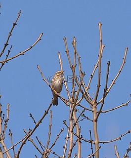 黑鳥,鳥,動(dòng)物