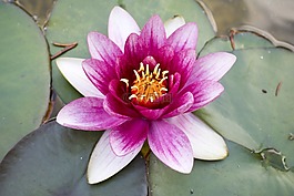 睡蓮,粉紅色,水生植物
