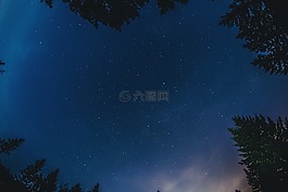 樹,自然,夜