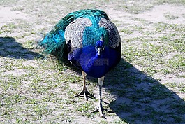 孔雀,動物,鳥