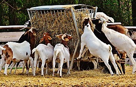 山羊,動物,農(nóng)場