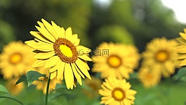 向日葵,花,自然