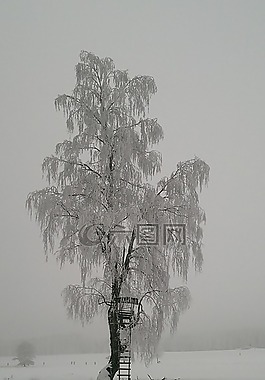 雪,冬天,冷