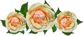 玫瑰,花,花的