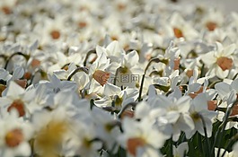春天,鮮花,黃水仙