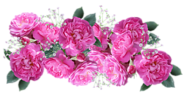 花,花的,植物區(qū)系