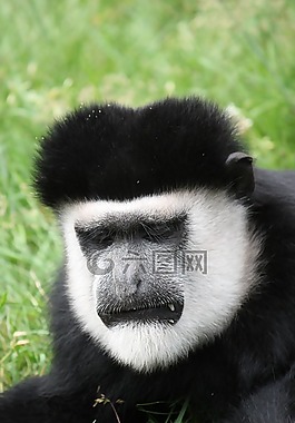 猴子,靈長類動物,面對