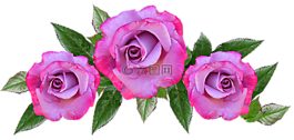 玫瑰,花,花的