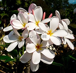 開(kāi)花,花,白