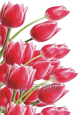 百合,花,紅色