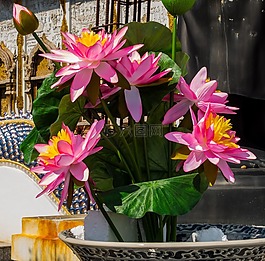 鮮花,蓮花,粉紅色
