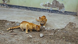 貓,寵物,動物