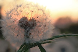 蒲公英,日落,夏天