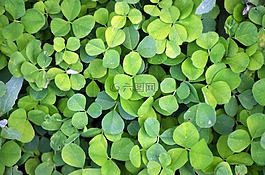 三葉草,綠色,植物