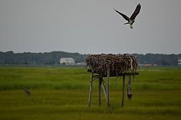 魚鷹,第一次飛行,鳥