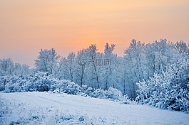 雪,冬天,景觀