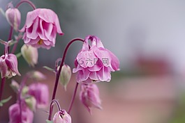 鴿的,鮮花,常見(jiàn)akelei
