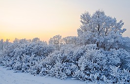 雪,冬天,景觀
