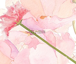 花,玫瑰,花的