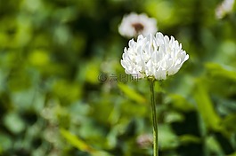 花,微,自然