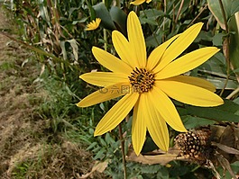 向日葵,野花,黃色