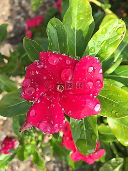花,雨點(diǎn),春
