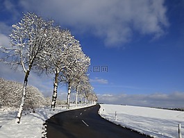 樹木,雪景觀,凍結(jié)