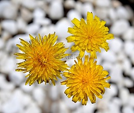 蒲公英,黃色,花