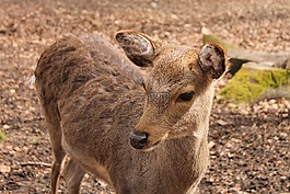 獐鹿,kitz,性质