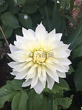 翠菊,白,花