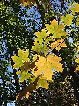 葉子,紅葉,秋
