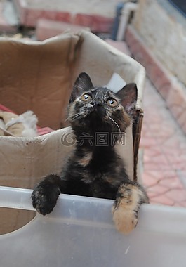 可愛的小貓,小貓?zhí)ь^,可愛