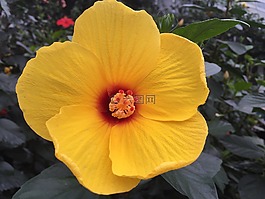 花,黃色,盛開