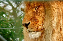 獅子,動物園,捕食