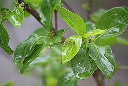 自然,綠葉,濕
