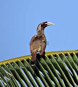 印度灰色犀鳥,ocyceros birostris,犀鳥