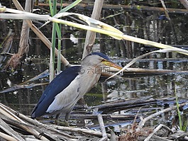 鳥,小鹵,池塘