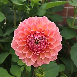 翠菊,粉紅色,開花