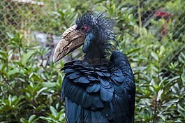 鳥,動物園,a