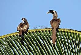 印度灰色犀鳥,ocyceros birostris,犀鳥