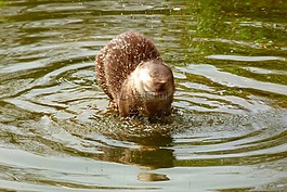 獺,野生動物公園,動物園