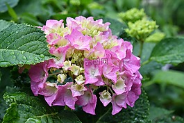繡球花,雨季在東京