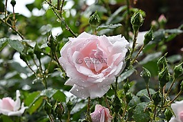 玫瑰,東京雨粉紅色